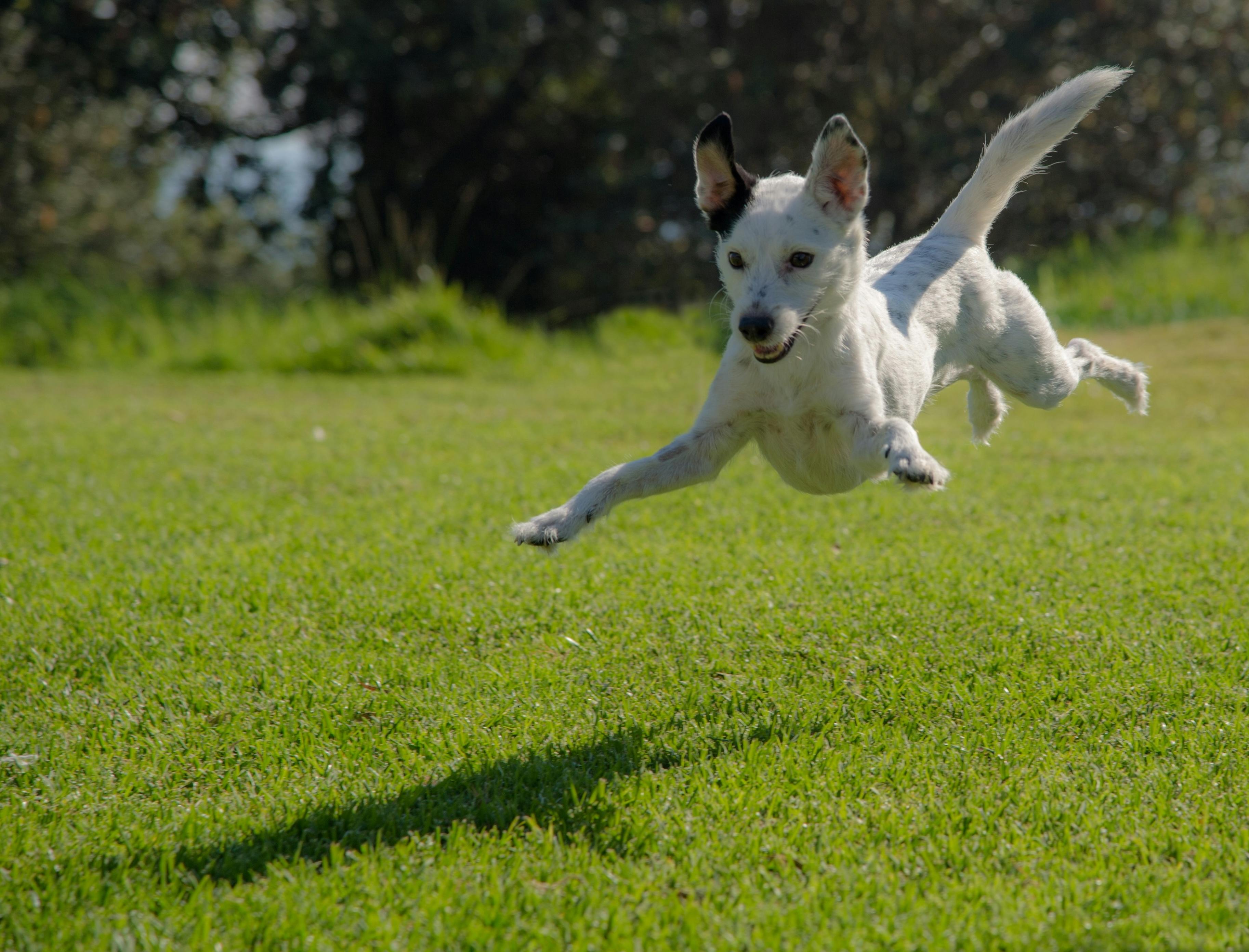Dog jumping